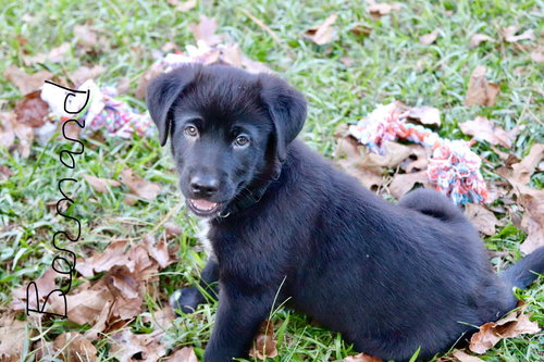 Bernard (Bernie)