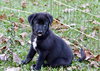 Bernard (Bernie)