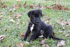 Bernard (Bernie)