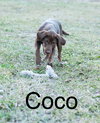 Coco