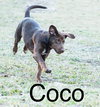 Coco