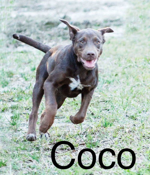Coco