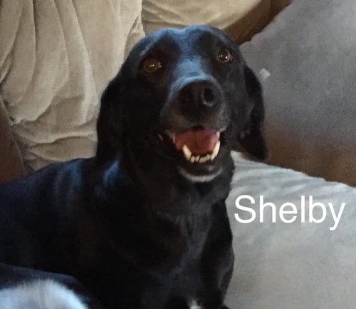 Shelby
