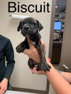 Biscuit
