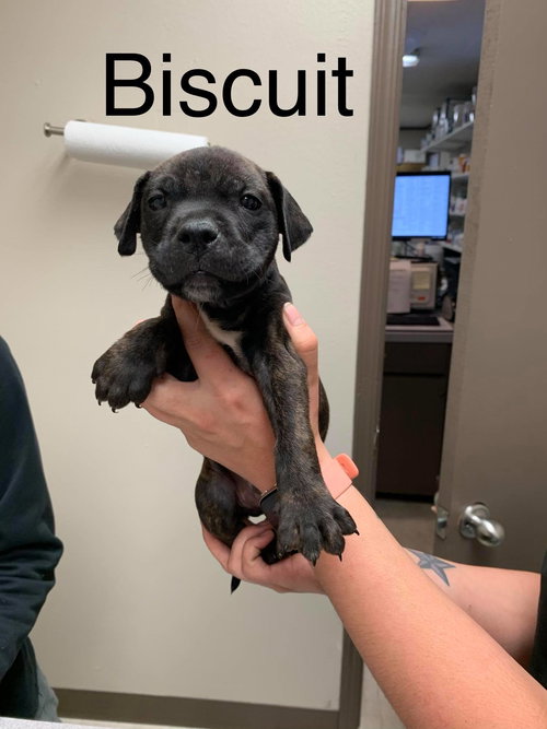 Biscuit