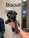 Biscuit