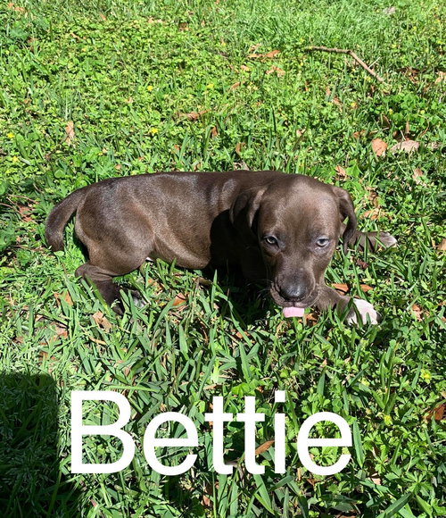 Bettie