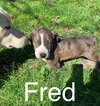 Fred