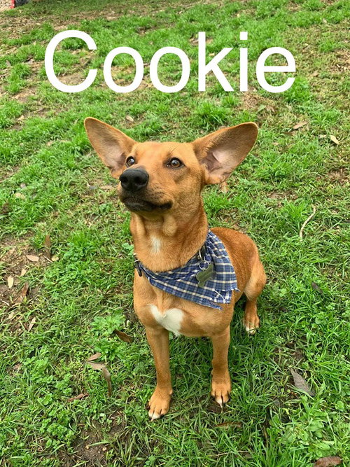 Cookie