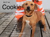 Cookie