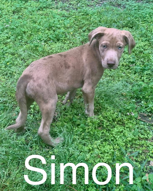 Simon