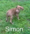 Simon