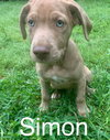 Simon