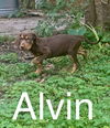 Alvin