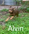 Alvin