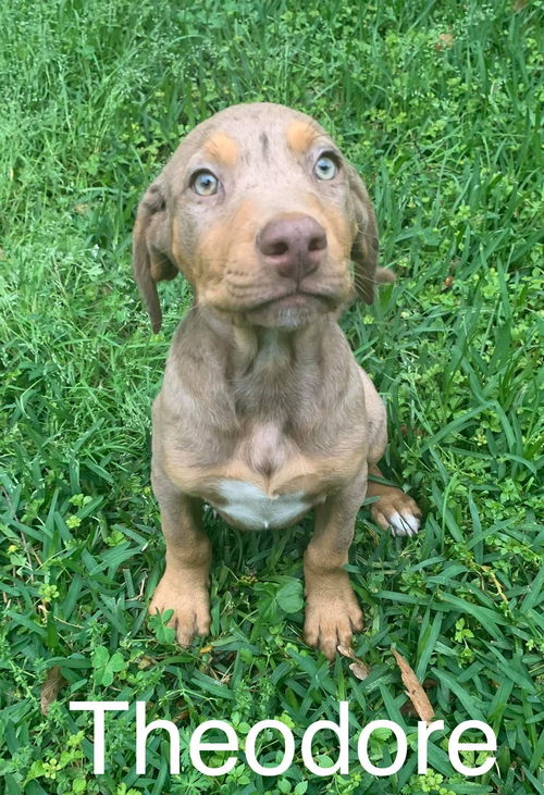 Theodore