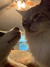 Cinco