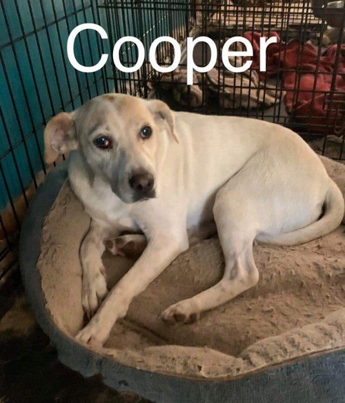 Cooper