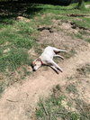 Cooper
