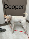 Cooper