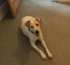 Cooper