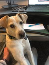 Cooper