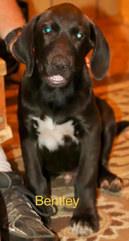 Bentley