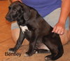 Bentley