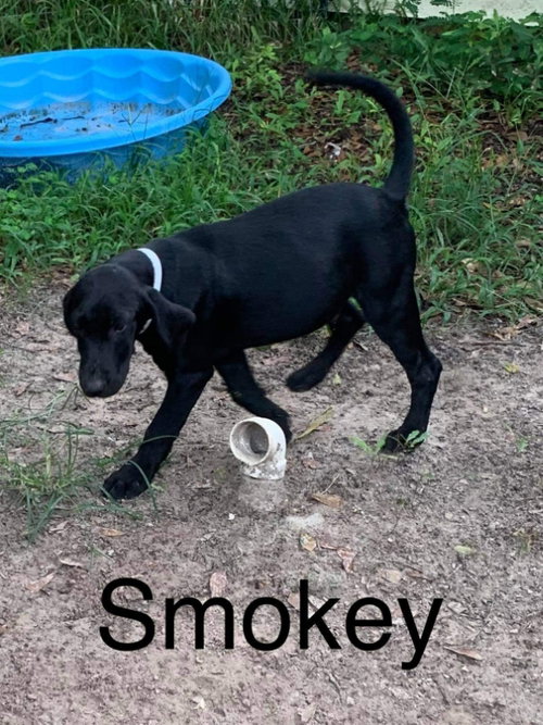 Smokey