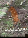 Jackson