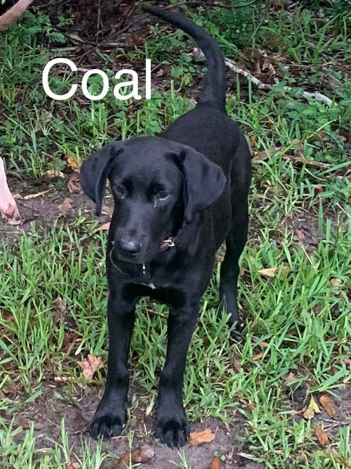Coal