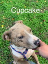 Cupcake