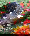 Edith