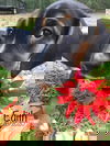 Edith