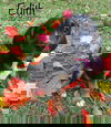 Edith