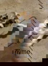 Thyme