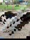 Jill