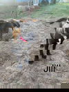 Jill