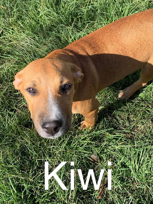 Kiwi