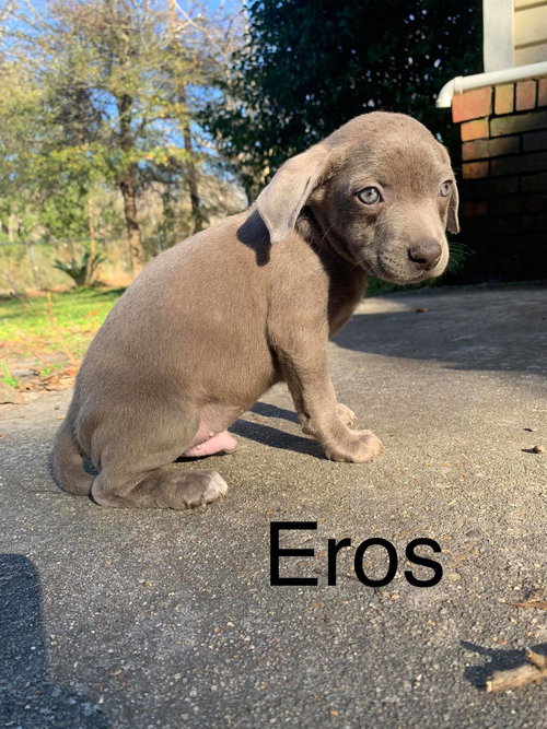 Eros