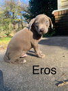 Eros