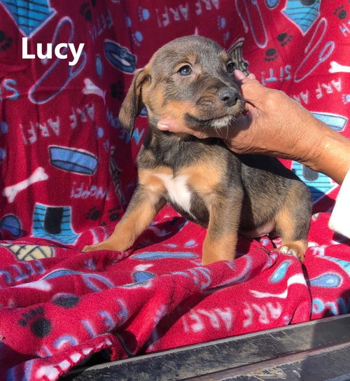 Lucy