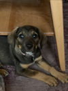 Lucy