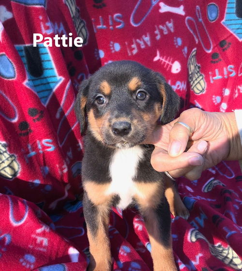 Patty