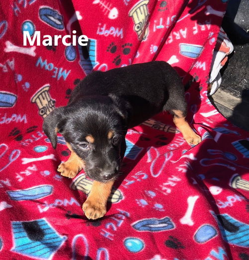 Marcie
