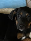 Marcie