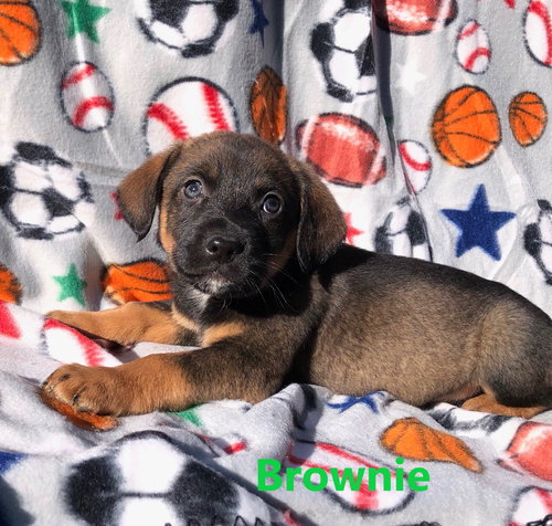 Brownie