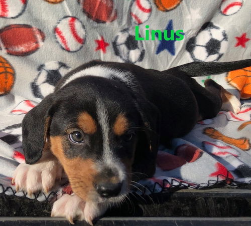 Linus