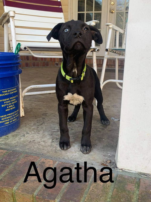 Agatha