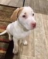 Wilbur